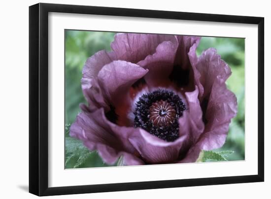 Oriental Poppy (Papaver Orientale)-Maxine Adcock-Framed Photographic Print