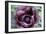 Oriental Poppy (Papaver Orientale)-Maxine Adcock-Framed Photographic Print