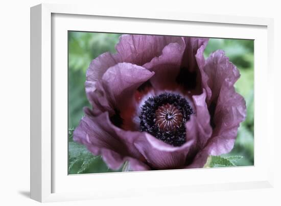 Oriental Poppy (Papaver Orientale)-Maxine Adcock-Framed Photographic Print