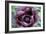 Oriental Poppy (Papaver Orientale)-Maxine Adcock-Framed Photographic Print