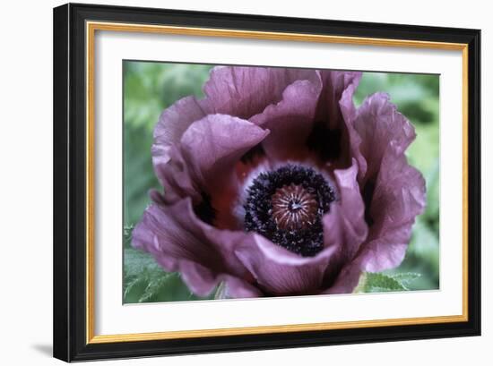 Oriental Poppy (Papaver Orientale)-Maxine Adcock-Framed Photographic Print