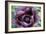 Oriental Poppy (Papaver Orientale)-Maxine Adcock-Framed Photographic Print