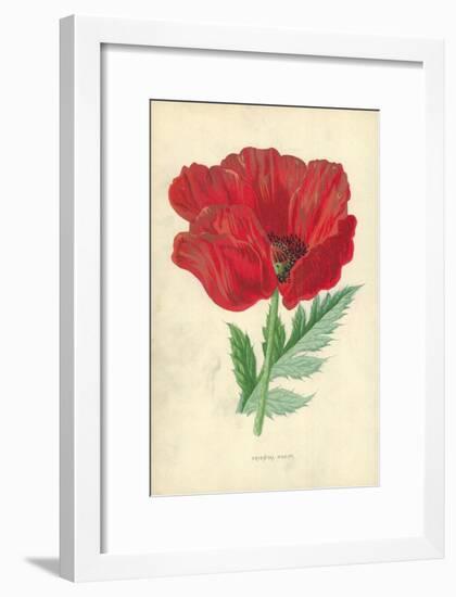 Oriental Poppy-Frederick Edward Hulme-Framed Giclee Print