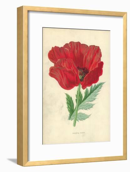 Oriental Poppy-Frederick Edward Hulme-Framed Giclee Print