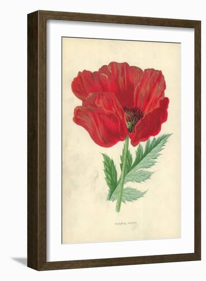 Oriental Poppy-Frederick Edward Hulme-Framed Giclee Print