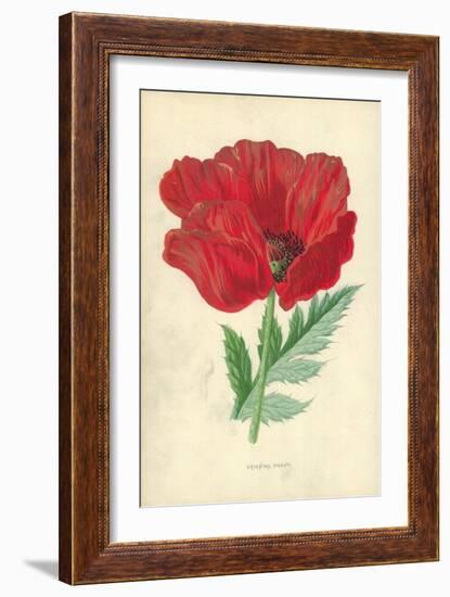 Oriental Poppy-Frederick Edward Hulme-Framed Giclee Print