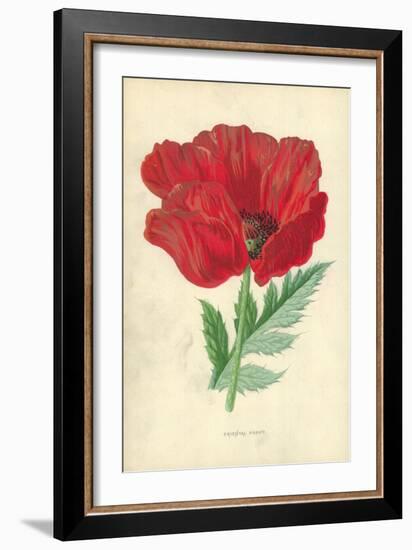 Oriental Poppy-Frederick Edward Hulme-Framed Giclee Print