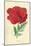 Oriental Poppy-Frederick Edward Hulme-Mounted Giclee Print