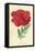 Oriental Poppy-Frederick Edward Hulme-Framed Premier Image Canvas