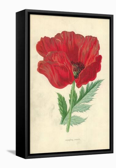 Oriental Poppy-Frederick Edward Hulme-Framed Premier Image Canvas