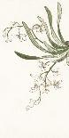 Lotus Brocade II-Oriental School-Framed Giclee Print