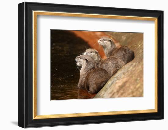 Oriental Short-Clawed Otters-null-Framed Art Print