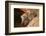 Oriental Short-Clawed Otters-null-Framed Art Print