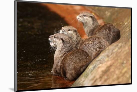Oriental Short-Clawed Otters-null-Mounted Art Print