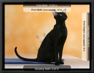 Oriental Shorthair Cat Black Ebony Photographic Print By Petra