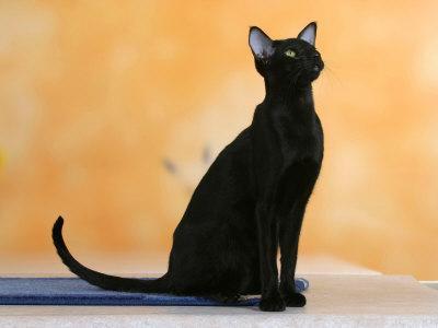 Oriental shorthair black cat 2025