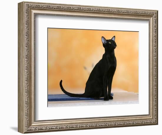 Oriental Shorthair Cat, Black Ebony-Petra Wegner-Framed Photographic Print