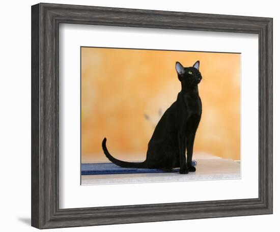 Oriental Shorthair Cat, Black Ebony-Petra Wegner-Framed Photographic Print