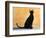 Oriental Shorthair Cat, Black Ebony-Petra Wegner-Framed Photographic Print