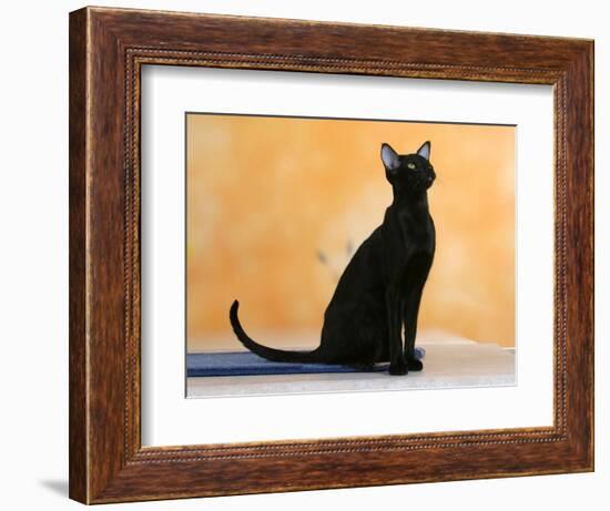 Oriental Shorthair Cat, Black Ebony-Petra Wegner-Framed Photographic Print