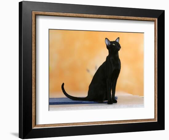 Oriental Shorthair Cat, Black Ebony-Petra Wegner-Framed Photographic Print