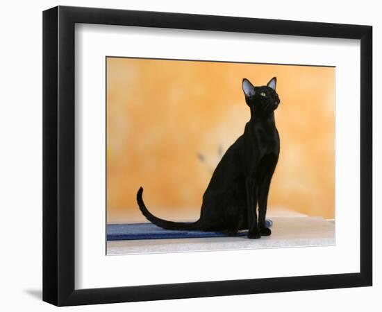 Oriental Shorthair Cat, Black Ebony-Petra Wegner-Framed Photographic Print