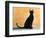 Oriental Shorthair Cat, Black Ebony-Petra Wegner-Framed Photographic Print