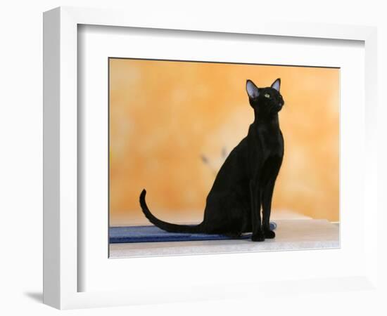 Oriental Shorthair Cat, Black Ebony-Petra Wegner-Framed Photographic Print