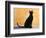 Oriental Shorthair Cat, Black Ebony-Petra Wegner-Framed Photographic Print