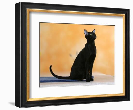Oriental Shorthair Cat, Black Ebony-Petra Wegner-Framed Photographic Print