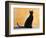 Oriental Shorthair Cat, Black Ebony-Petra Wegner-Framed Photographic Print