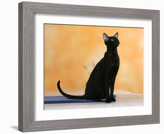 Oriental Shorthair Cat, Black Ebony-Petra Wegner-Framed Photographic Print