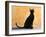 Oriental Shorthair Cat, Black Ebony-Petra Wegner-Framed Photographic Print