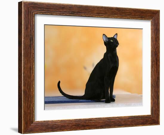 Oriental Shorthair Cat, Black Ebony-Petra Wegner-Framed Photographic Print