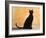 Oriental Shorthair Cat, Black Ebony-Petra Wegner-Framed Photographic Print