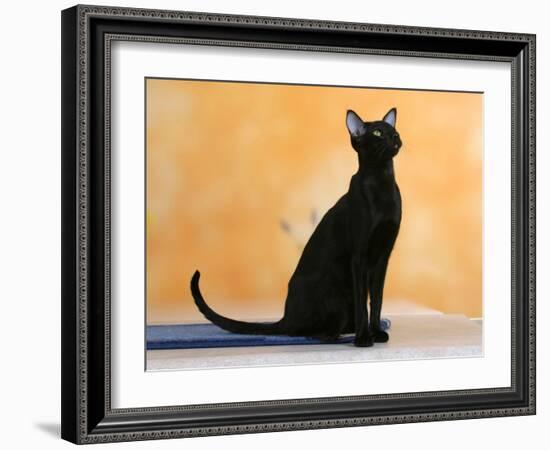 Oriental Shorthair Cat, Black Ebony-Petra Wegner-Framed Photographic Print