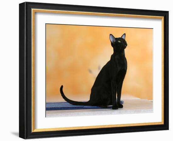 Oriental Shorthair Cat, Black Ebony-Petra Wegner-Framed Photographic Print