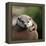 Oriental Small-clawed Otter-Linda Wright-Framed Premier Image Canvas