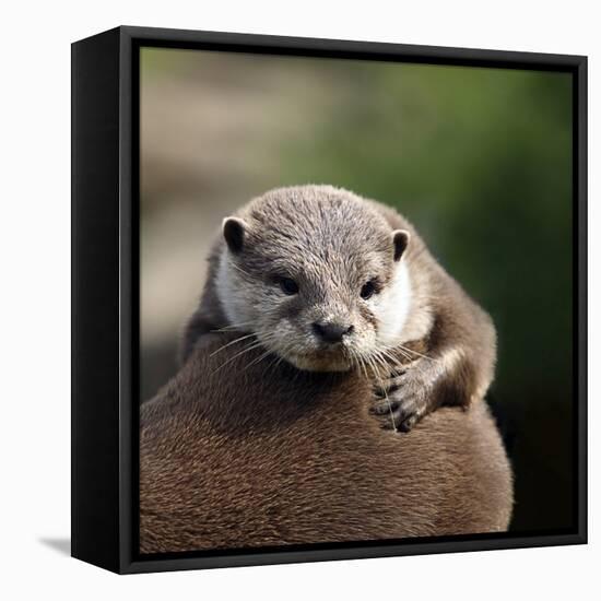 Oriental Small-clawed Otter-Linda Wright-Framed Premier Image Canvas
