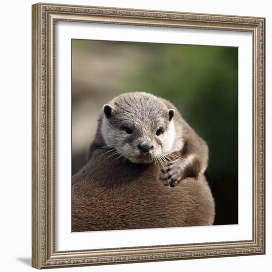 Oriental Small-clawed Otter-Linda Wright-Framed Premium Photographic Print