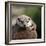 Oriental Small-clawed Otter-Linda Wright-Framed Premium Photographic Print