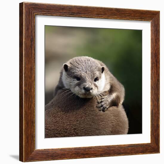 Oriental Small-clawed Otter-Linda Wright-Framed Premium Photographic Print