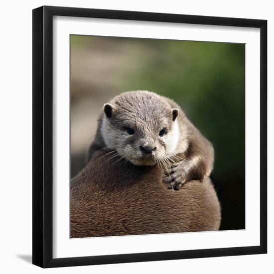 Oriental Small-clawed Otter-Linda Wright-Framed Premium Photographic Print