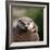 Oriental Small-clawed Otter-Linda Wright-Framed Premium Photographic Print