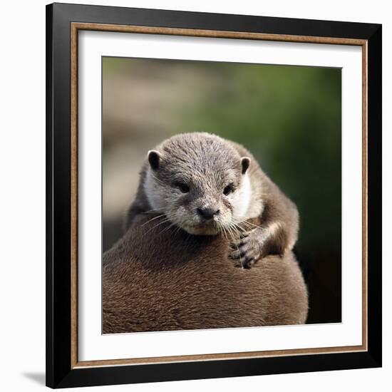 Oriental Small-clawed Otter-Linda Wright-Framed Premium Photographic Print