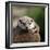 Oriental Small-clawed Otter-Linda Wright-Framed Premium Photographic Print