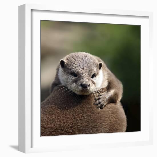 Oriental Small-clawed Otter-Linda Wright-Framed Premium Photographic Print