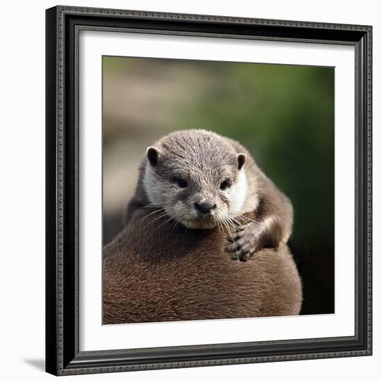 Oriental Small-clawed Otter-Linda Wright-Framed Premium Photographic Print