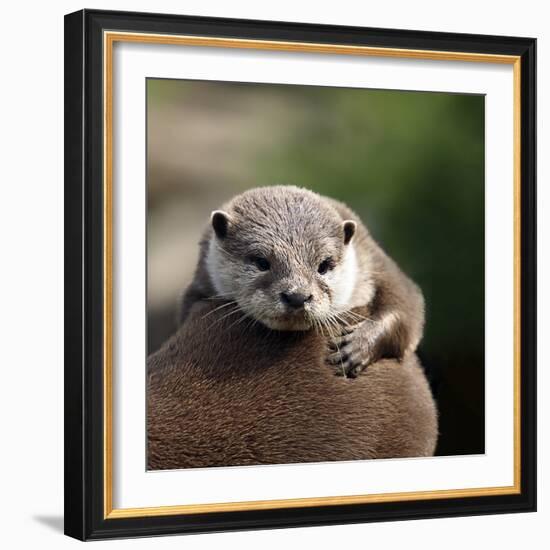 Oriental Small-clawed Otter-Linda Wright-Framed Premium Photographic Print