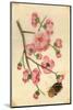 Oriental Style Depiction of Pink Cherry Blossom Showing the Branch Buds and Open Flowers-null-Mounted Photographic Print